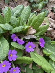 Primula vulgaris