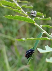 Neodiplogrammus quadrivittatus