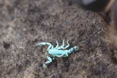 Vaejovis carolinianus