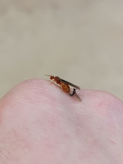 Prenolepis nitens
