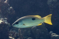 Lutjanus ehrenbergii