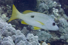 Lutjanus monostigma
