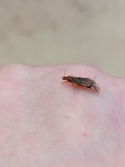 Prenolepis nitens