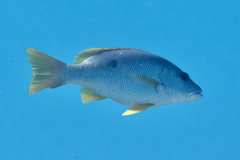 Lutjanus monostigma