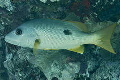 Lutjanus monostigma