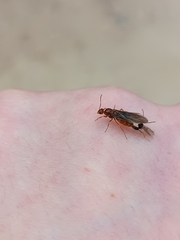 Prenolepis nitens