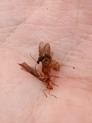 Prenolepis nitens