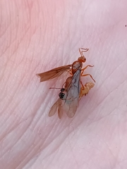 Prenolepis nitens