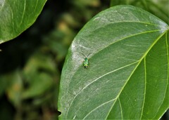 Diabrotica speciosa