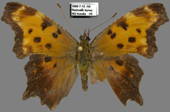 Polygonia progne