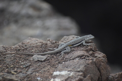 Microlophus peruvianus