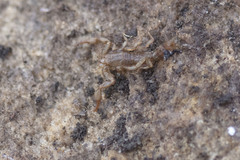 Vaejovis carolinianus