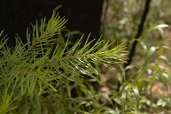 Persoonia linearis
