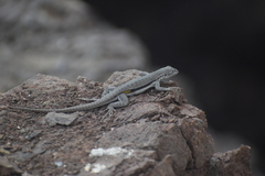 Microlophus peruvianus