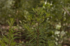 Persoonia linearis