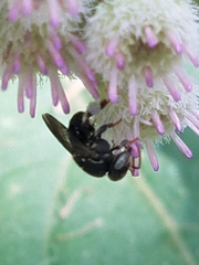 Nannotrigona perilampoides
