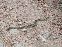 Crotalus totonacus