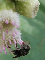 Nannotrigona perilampoides