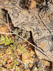 Anacampseros subnuda