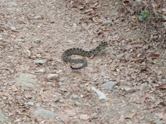 Crotalus totonacus