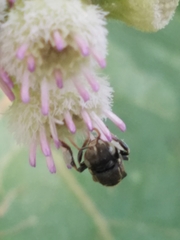 Nannotrigona perilampoides
