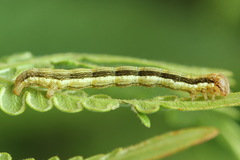 Petrophora chlorosata