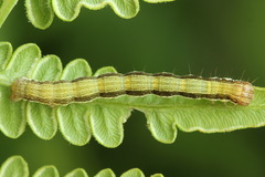 Petrophora chlorosata