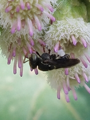 Nannotrigona perilampoides
