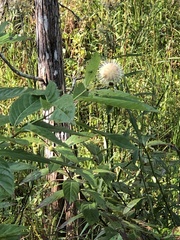 Cephalanthus