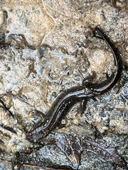 Desmognathus conanti