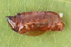 Petrophora chlorosata