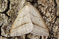 Petrophora chlorosata