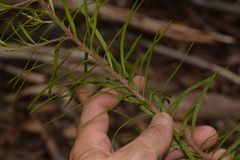 Persoonia linearis