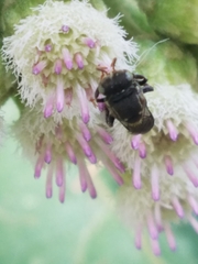 Nannotrigona perilampoides