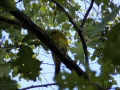 Emberiza