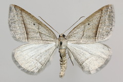 Petrophora chlorosata