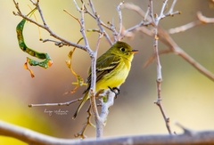 Empidonax difficilis cineritius