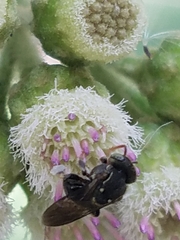 Nannotrigona perilampoides