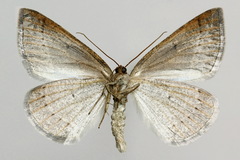 Petrophora chlorosata