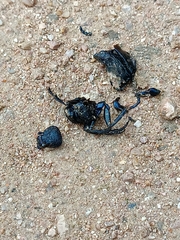 Meloe proscarabaeus
