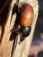 Aphodius