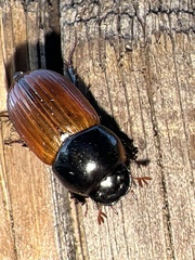 Aphodius