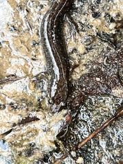 Desmognathus conanti