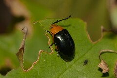 Lamprolina simillima