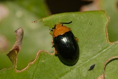 Lamprolina simillima