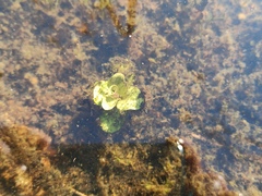 Lysimachia nummularia