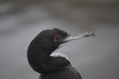 Leucocarbo bougainvillii