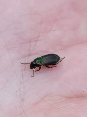 Harpalus distinguendus