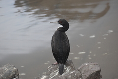 Leucocarbo bougainvillii