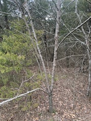 Zanthoxylum americanum